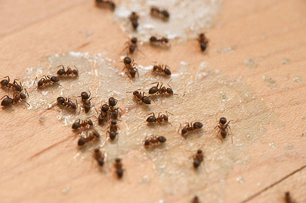 Best Wildlife Control Services  in Kayenta, AZ